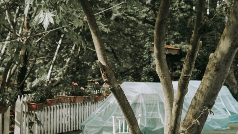Quiet back garden with a chair under trees