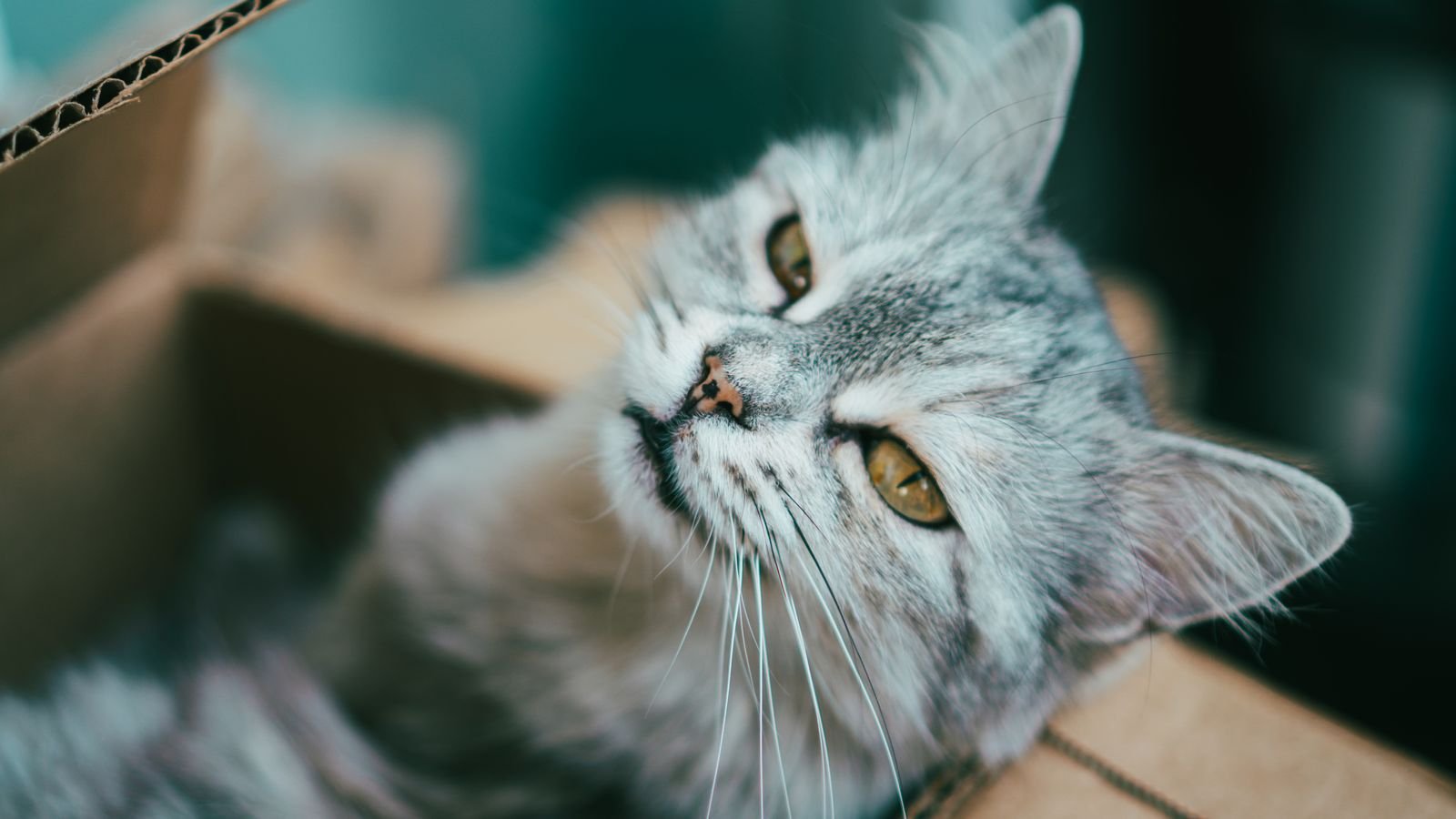 Grey cat in a cardboard box